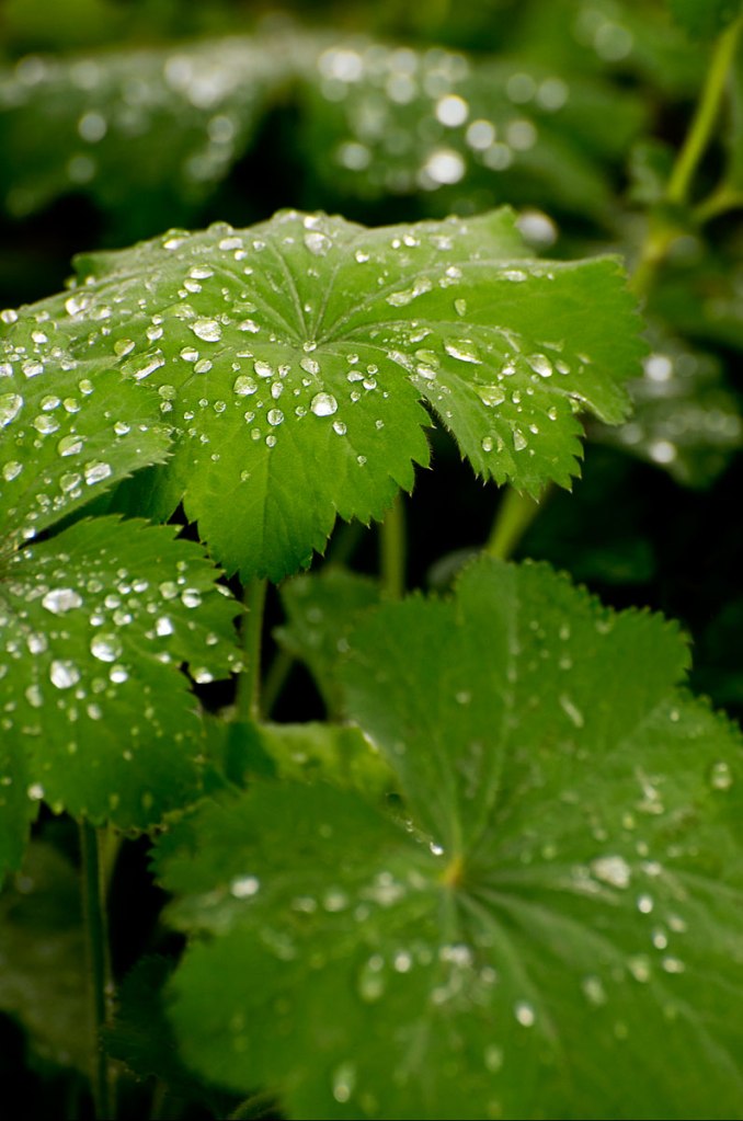 Raindrops-on-Lady's-Mantle-Leaves-