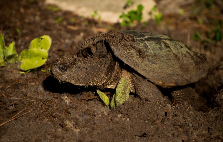 Snapping-Turtle-Laying-Eggs-3-