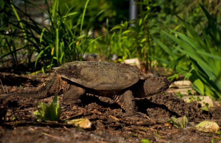 Snapping-Turtle-Laying-Eggs-5-