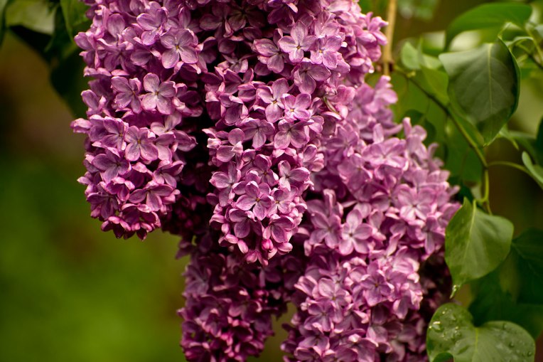 Lilacs-