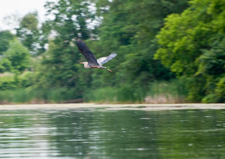 Great-Blue-Heron-in-flight---Kemptville-Creek-2013