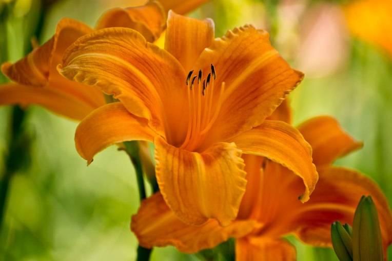 Orange-daylily-f5