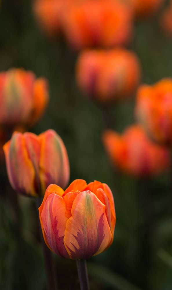 2nd-visit---Ottawa-tulip-festival---2014-00077-crop-copy-1