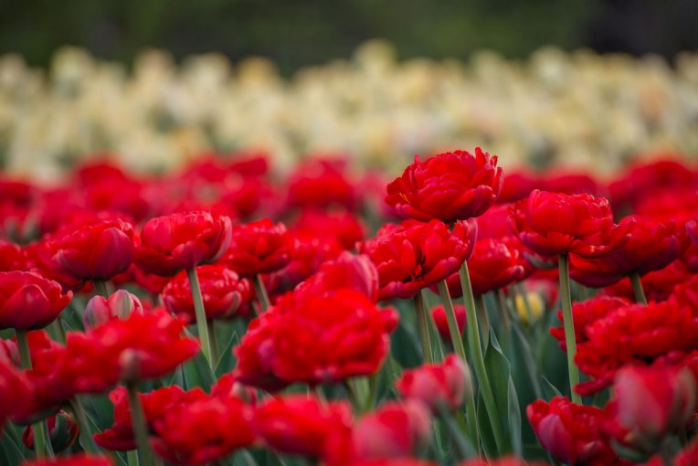 Dow's-Lake-bed-of-red-Tulips--2016