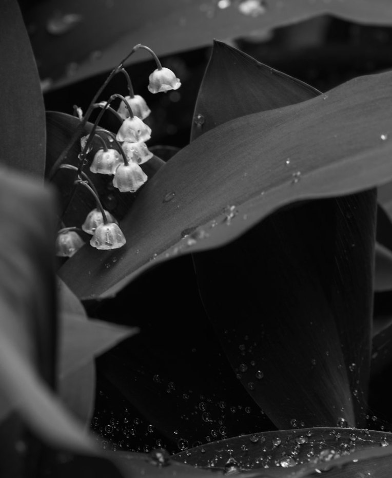 bw-Raindrops-Lily-of-the-valley-2-My-garden---2016-00113