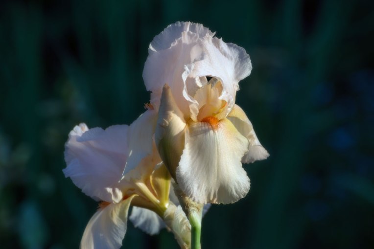 light-orange-bearded-Iris-ornamental-gardens-Exp-Farm---2014-00010