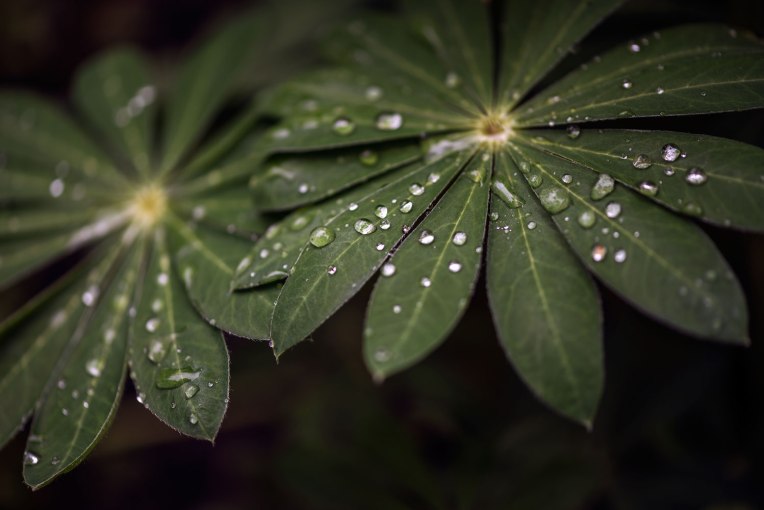 Raindrops-lupine-leaves-My-garden---2016-00131