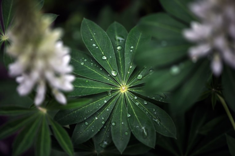 Raindrops-lupines-leaf-closeup-My-garden---2016-00126