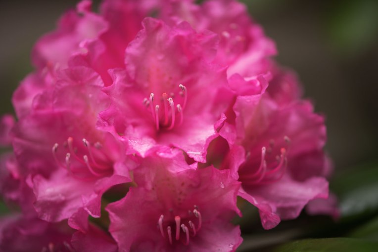Raindrops-rhododendron-stamen-My-garden---2016-00118
